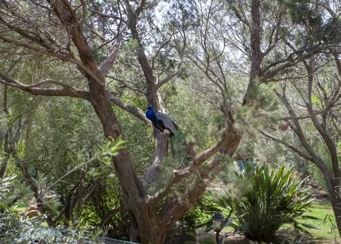 Charming In Olbia With Shared Pool And Garden 빌라