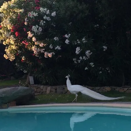 Charming In Olbia With Shared Pool And Garden