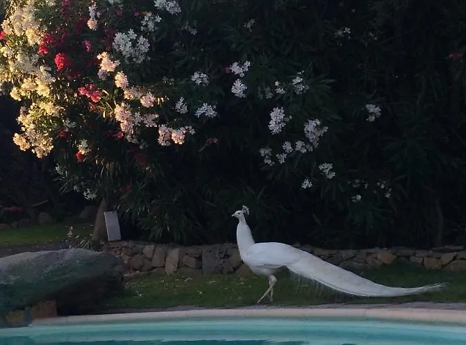 Charming In Olbia With Shared Pool And Garden